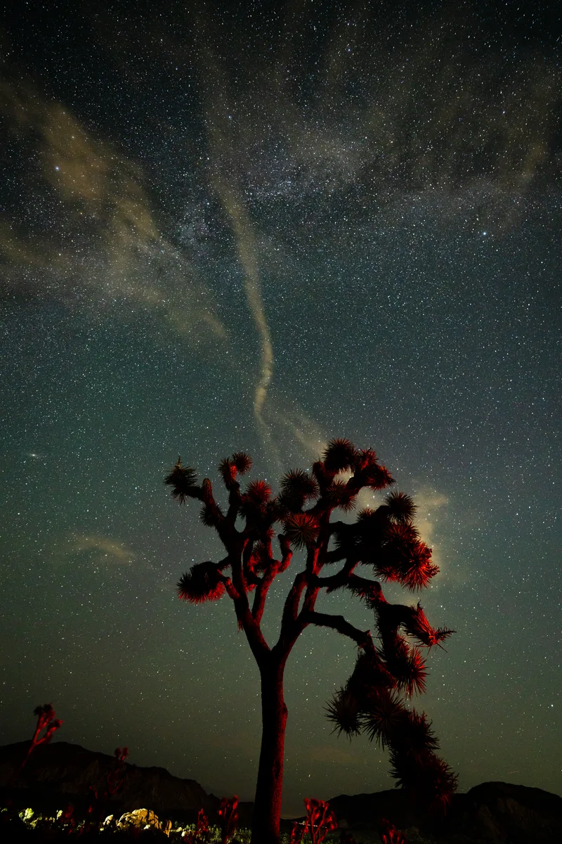 Joshua Tree